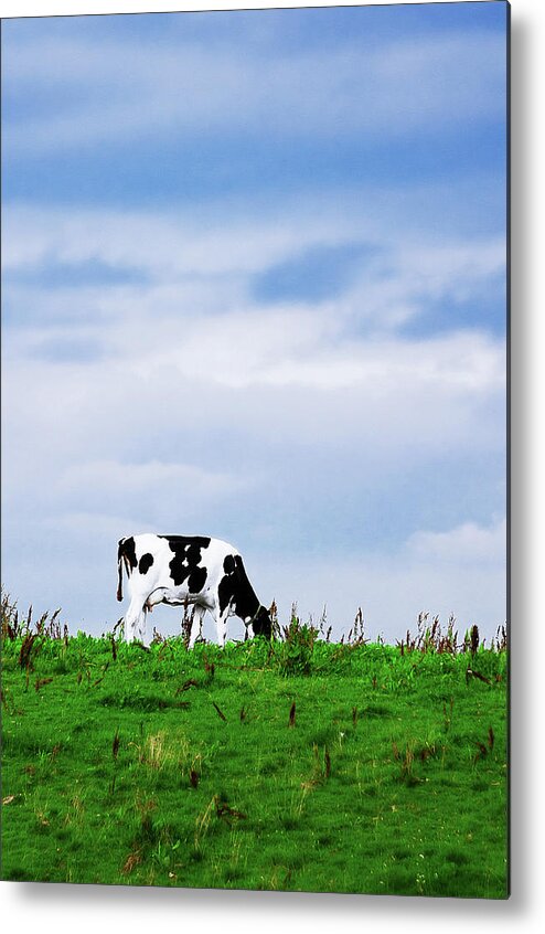 Grass Metal Print featuring the photograph Greetings From The Dairy Factory by Photo By Patric Ivan