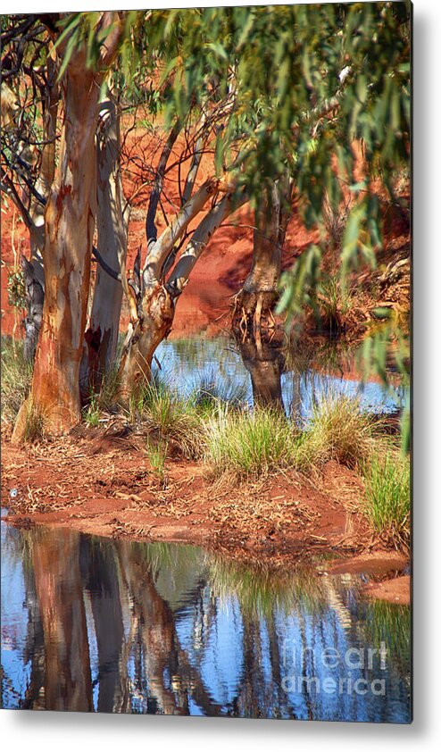 Gum Tree Reflection Metal Print featuring the photograph Gum Tree Reflection by Douglas Barnard