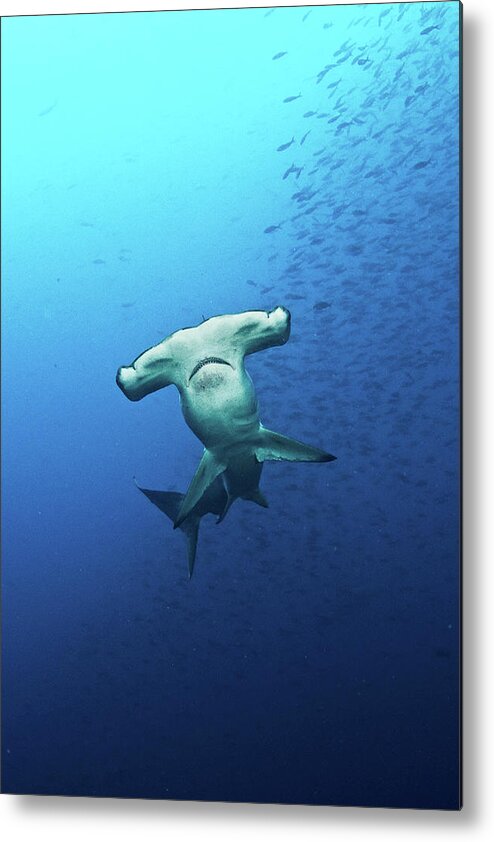 Underwater Metal Print featuring the photograph Hammerhead Shark Galapagos by Kadu Pinheiro