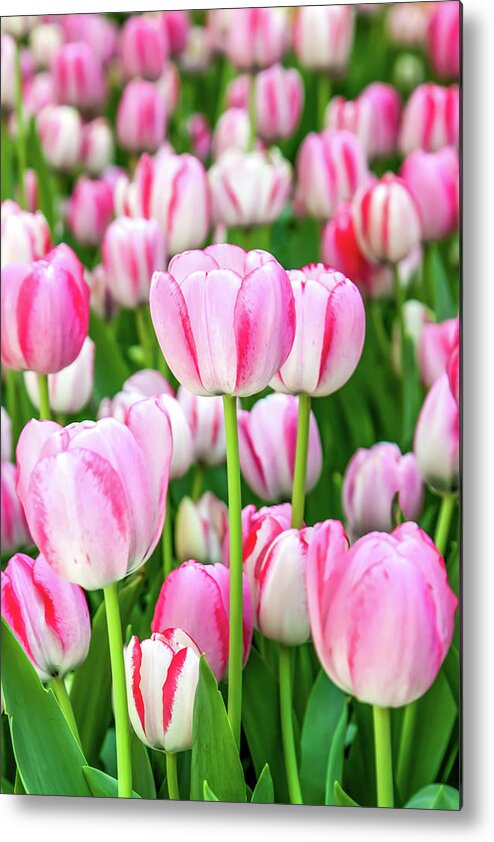 Flowers Metal Print featuring the photograph Happy Again by Az Jackson