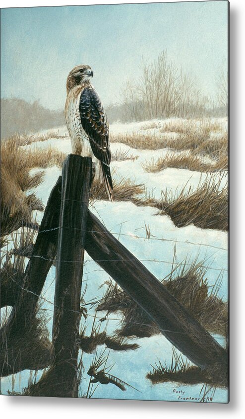 Hawk On Old Fence In Snow Metal Print featuring the painting Hawk Eye by Rusty Frentner