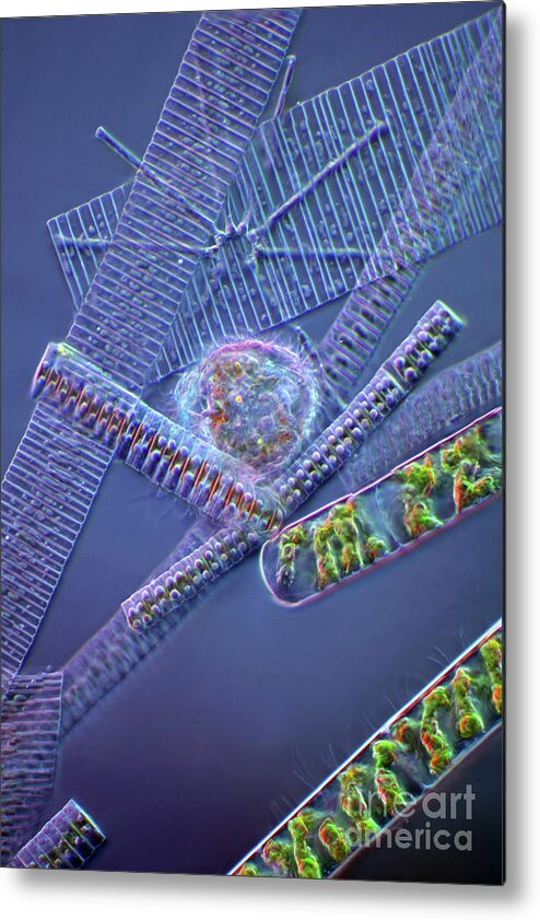 Algae Metal Print featuring the photograph Heliozoan by Marek Mis/science Photo Library