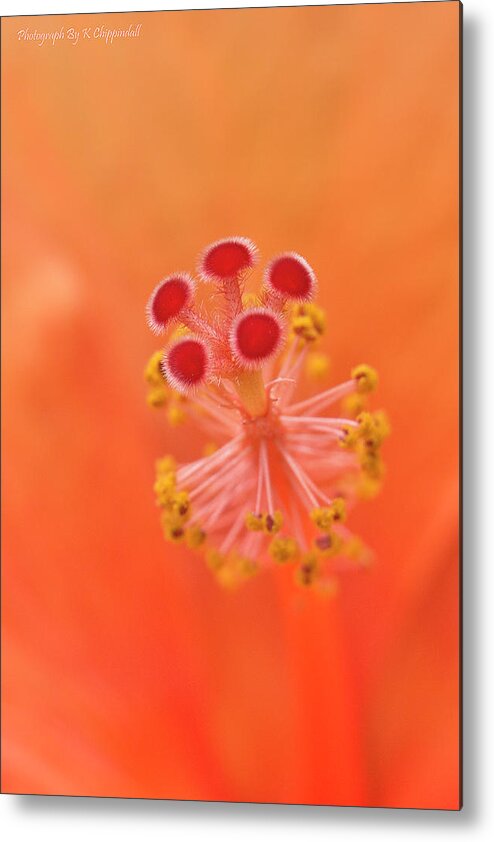 Hibiscus Beauty Metal Print featuring the digital art Hibiscus beauty 222 by Kevin Chippindall