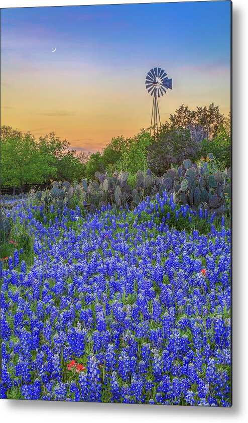 Bluebonnets Metal Print featuring the photograph Hill Country Bluebonnet Evening 4081 by Rob Greebon