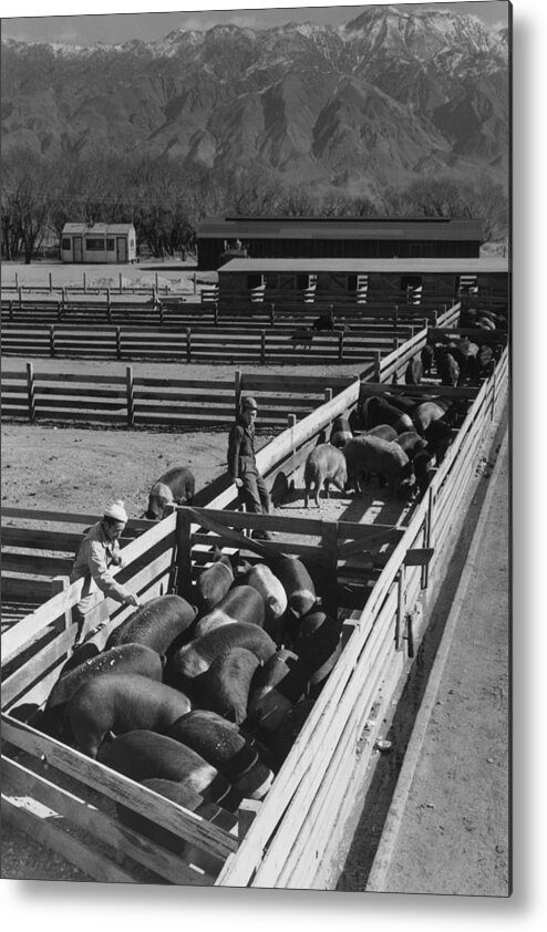 Pig Metal Print featuring the photograph Hog Farm by Buyenlarge