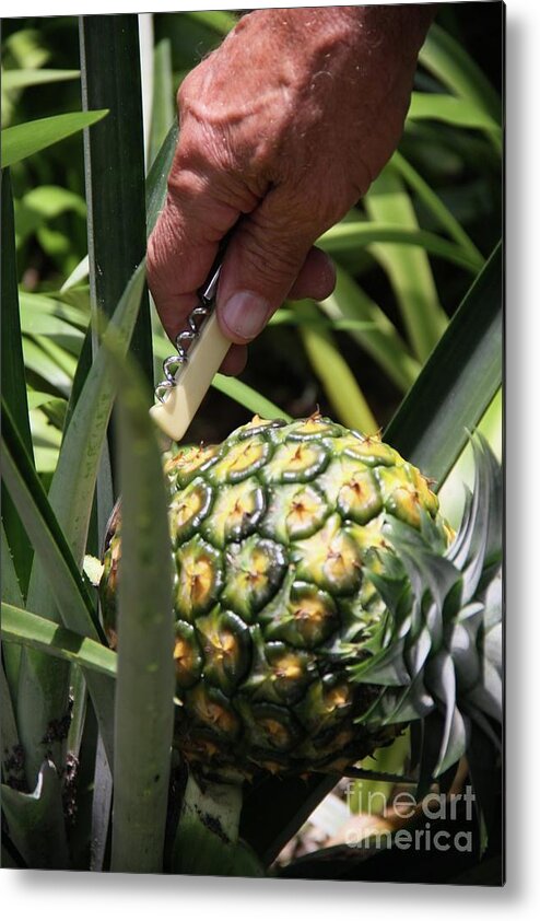 Home Metal Print featuring the photograph Home Grown Hawaiian Gold Pineapple by Philip And Robbie Bracco
