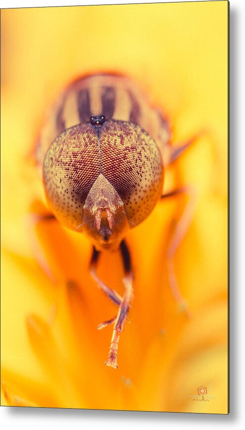 #honeybee #honey #bee #bees #beekeeping #savethebees #honeybees #beekeeper #nature Metal Print featuring the photograph Honey Bee by Indranil Ghosh
