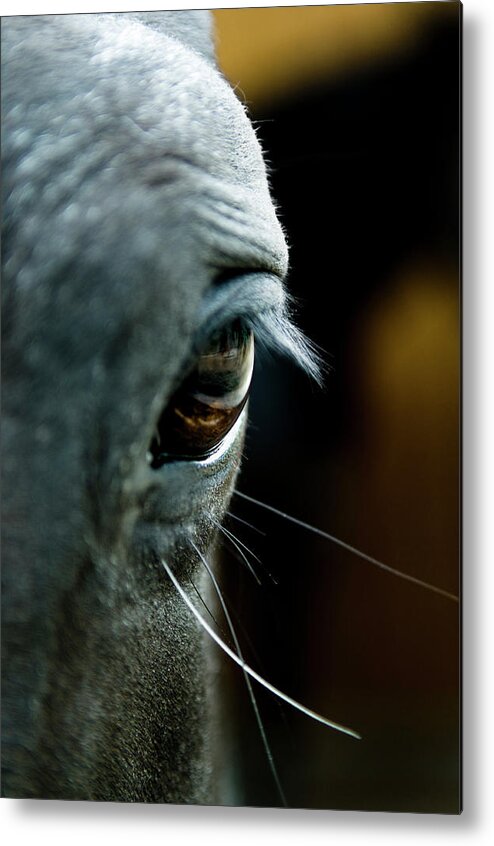 Horse Metal Print featuring the photograph Horse Eye by Pixalot