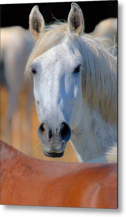 Horse Metal Print featuring the photograph Horse With No Name by Philippe Sainte-laudy Photography