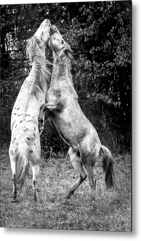 Wild Horses Metal Print featuring the photograph Horsepower by Holly Ross