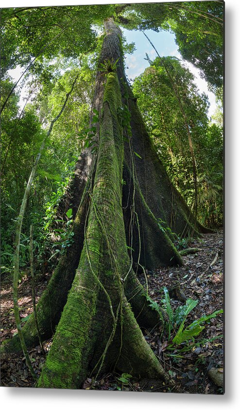 Plant Metal Print featuring the photograph Huge Kapok Tree , Osa Peninsula, Costa Rica. by Alex Hyde / Naturepl.com