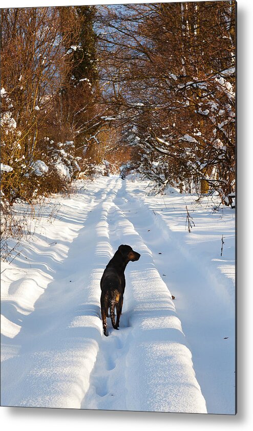 1 Animal Metal Print featuring the photograph Huntaway Dog walking on snow by Maggie Mccall
