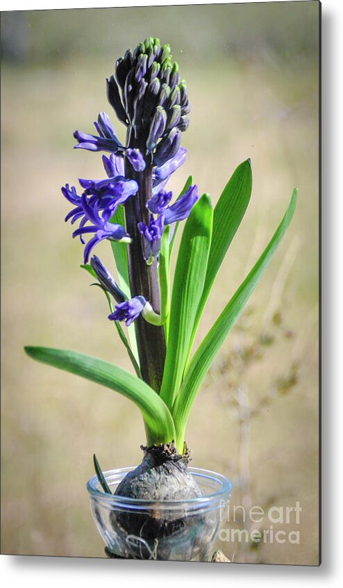Hyacinth Metal Print featuring the photograph Hyacinth by Cheryl McClure