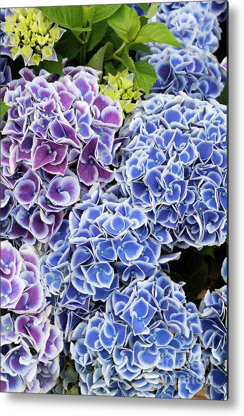 Hydrangea Macrophylla Tivoli Blue Metal Print featuring the photograph Hydrangea Tivoli Blue Flowers by Tim Gainey