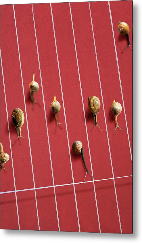 In A Row Metal Print featuring the photograph Image Of Snail by Yuji Sakai