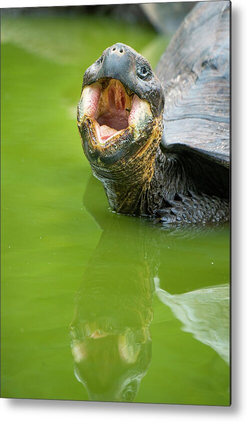 Animals Metal Print featuring the photograph Indefatigable Island Tortoise by Tui De Roy