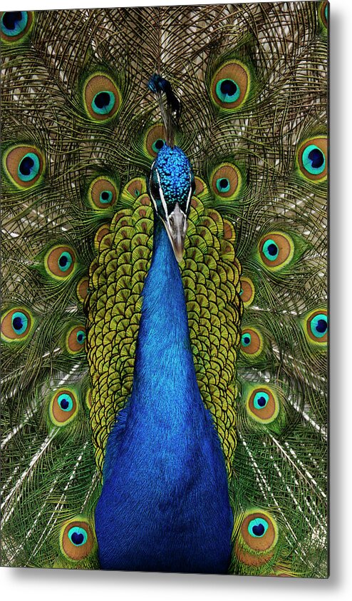 Feb0514 Metal Print featuring the photograph Indian Peacock Displaying by Hiroya Minakuchi