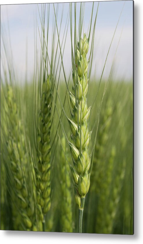 Intimate Bearded Wheat Metal Print featuring the photograph Intimate Bearded Wheat by Dylan Punke