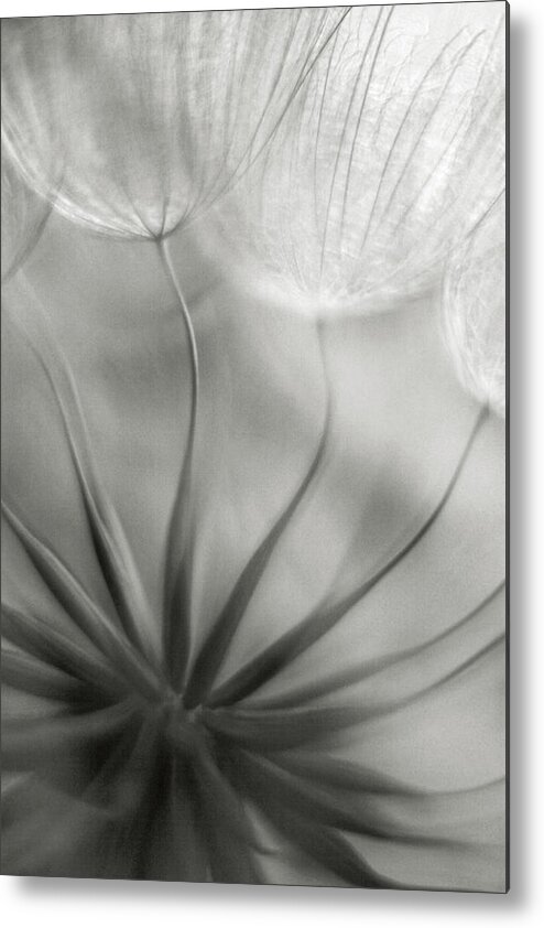 Dandelion Metal Print featuring the photograph Into The Heart by Francois Casanova