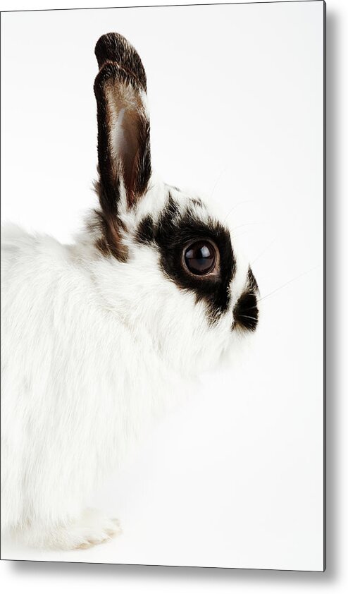 Pets Metal Print featuring the photograph Jersey Wooly Rabbit, Side View, Studio by Martin Harvey