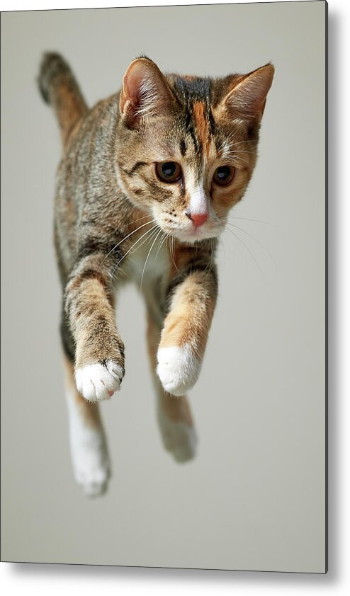 Pets Metal Print featuring the photograph Jump Kitten by Akimasa Harada
