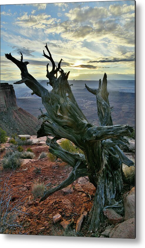 Canyonlands National Park Metal Print featuring the photograph Juniper Tree on Orange Cliffs in Canyonlands NP by Ray Mathis