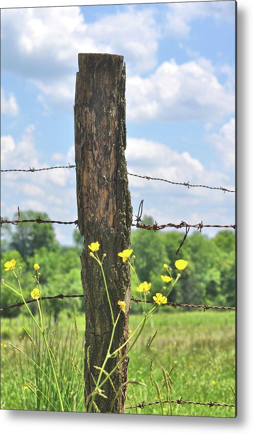 Barb Metal Print featuring the photograph Just Yellow by JAMART Photography