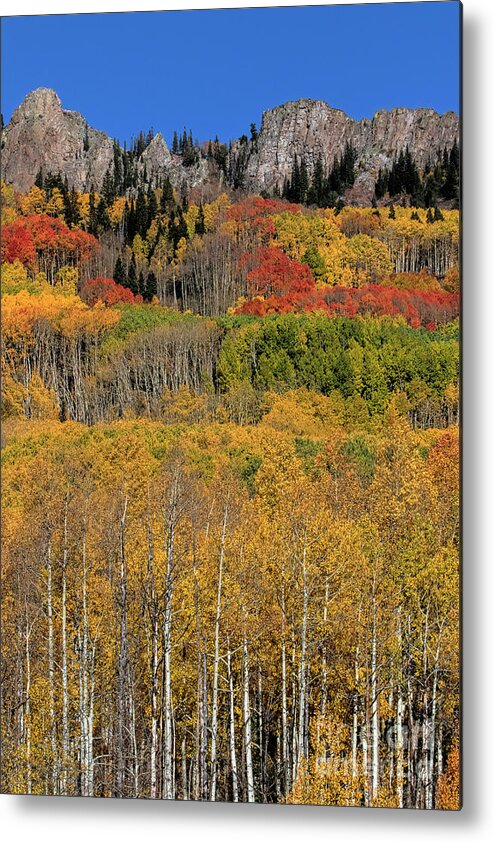 Gold Leaves Metal Print featuring the photograph Kebler Pass #1 by Jim Garrison
