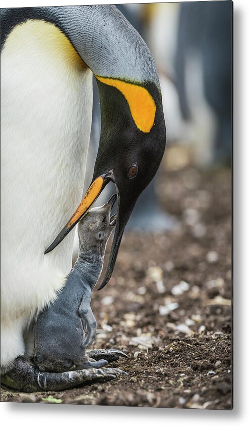 Animal Metal Print featuring the photograph King Penguin Feeding Young Chick by Tui De Roy