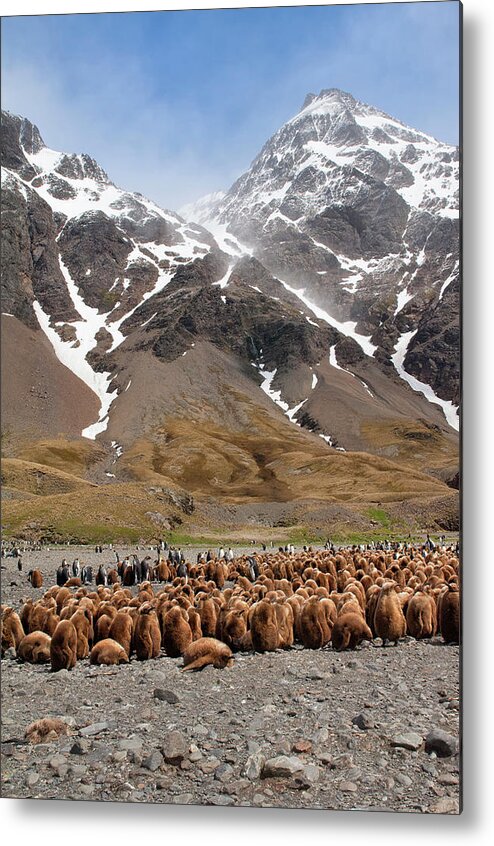 Scenics Metal Print featuring the photograph King Penguins Aptenodytes Patagonicus by Gabrielle Therin-weise