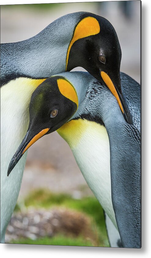 Animal Metal Print featuring the photograph King Penguins Caressing by Tui De Roy