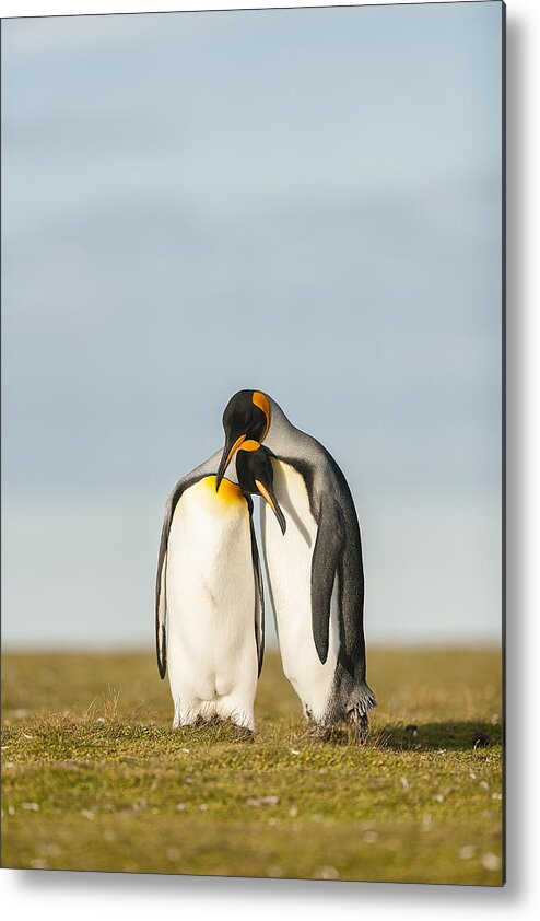 King Metal Print featuring the photograph King Penguins Couple by Joan Gil Raga