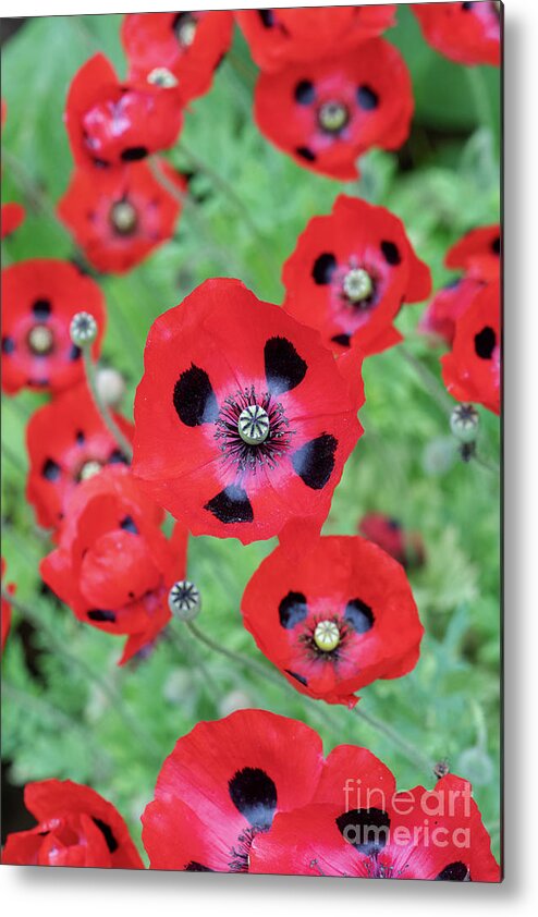Poppy Metal Print featuring the photograph Ladybird Poppies by Tim Gainey