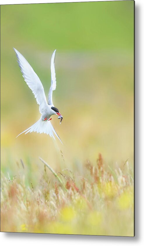 Tern Metal Print featuring the photograph Landing by Roberto Marchegiani