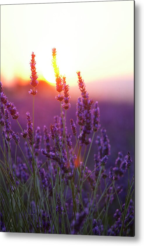 Flowerbed Metal Print featuring the photograph Lavender Flowers And Sunset by Rzdeb