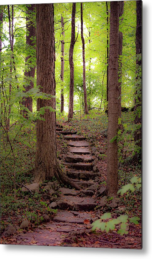Woods Metal Print featuring the photograph Lets Take A Walk by Diane Lindon Coy