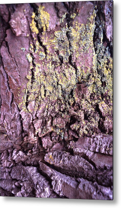 Built Structure Metal Print featuring the photograph Lichen On Tree Bark by John Foxx