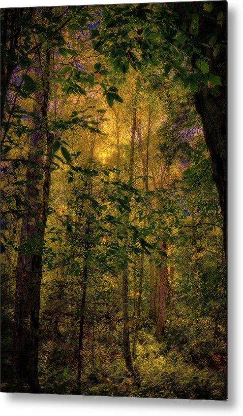 Light In The Forest Metal Print featuring the photograph Light in the Forest by David Patterson