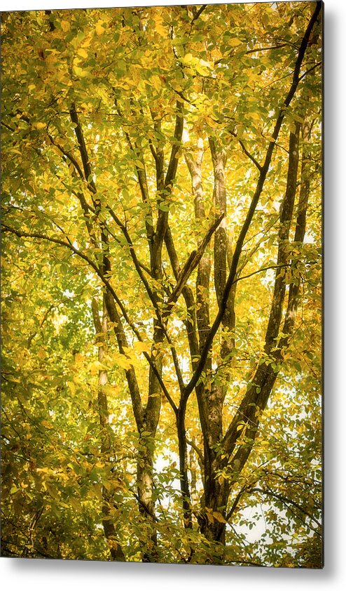Autumn Metal Print featuring the photograph Light in the leaves by Philippe Sainte-Laudy