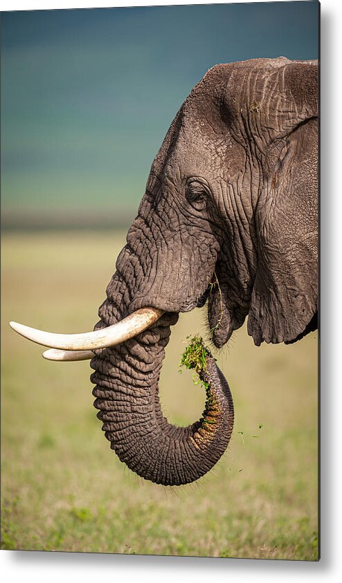 Safari Metal Print featuring the photograph Light Snack by Massimo Felici