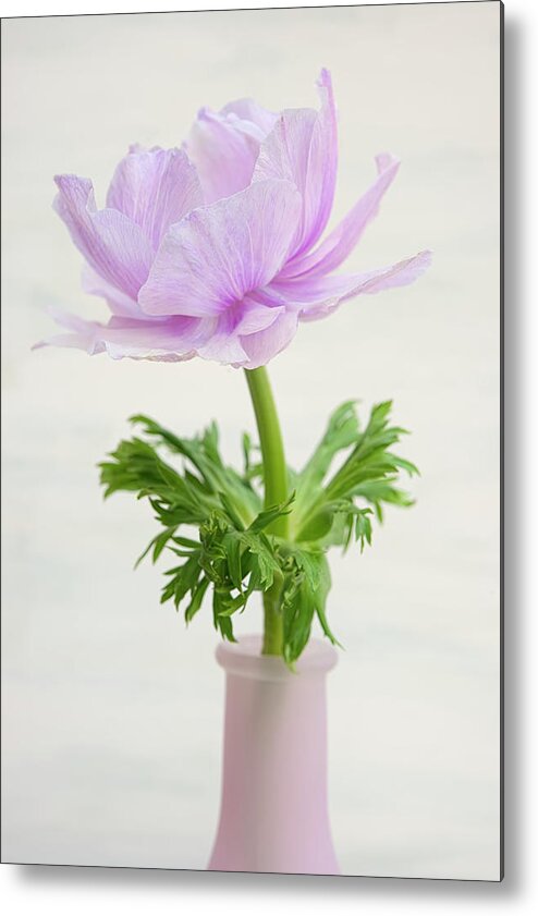 Lilac Anemone Metal Print featuring the photograph Lilac Anemone by Cora Niele