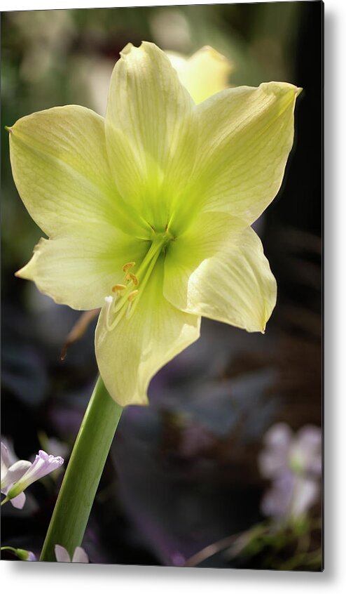 Rockville Metal Print featuring the photograph Lime Green Amaryllis Flower by Maria Mosolova