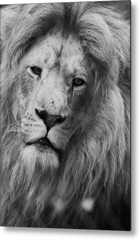 Animal Themes Metal Print featuring the photograph Lion by John Mckeen