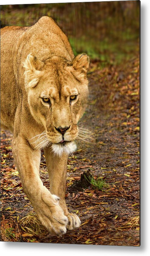 Lioness Metal Print featuring the photograph Lioness #2 by Minnie Gallman