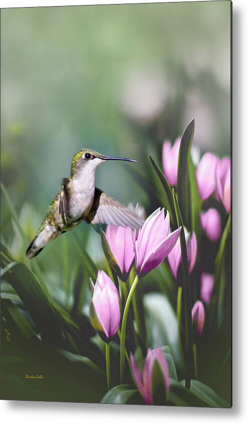 Hummingbird Metal Print featuring the photograph Little Hummingbird in Flight by Christina Rollo