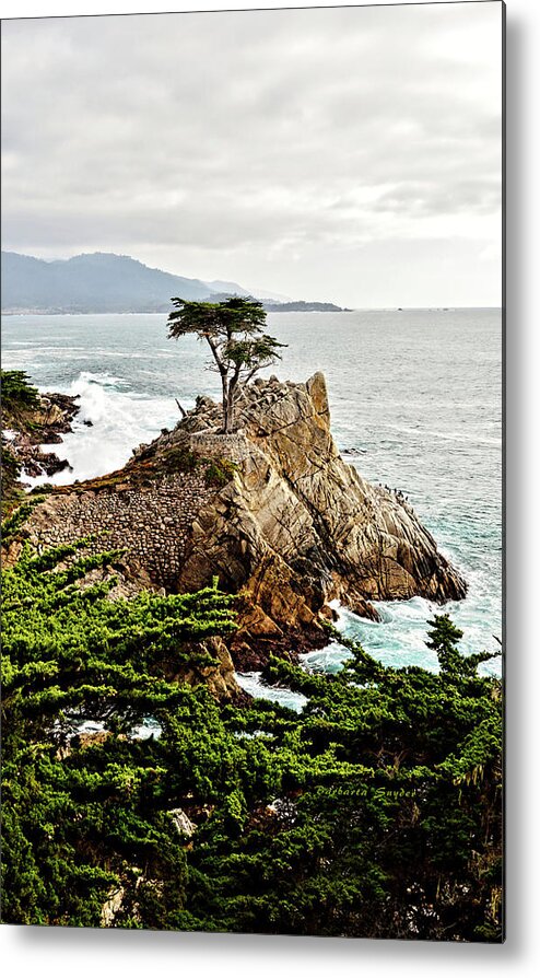 Lone Cypress Metal Print featuring the photograph Lone Cypress by Barbara Snyder