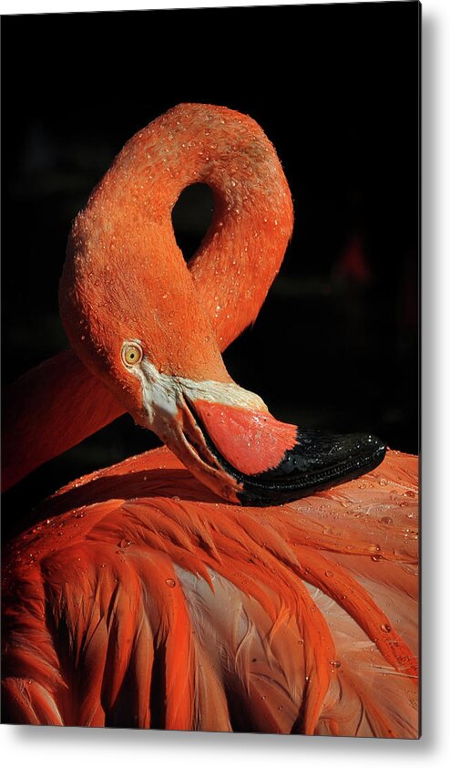 Flamingo Metal Print featuring the photograph Loop by Zdenek Vales