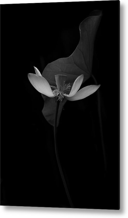 Lotus Metal Print featuring the photograph Lotus Flower by Catherine W.
