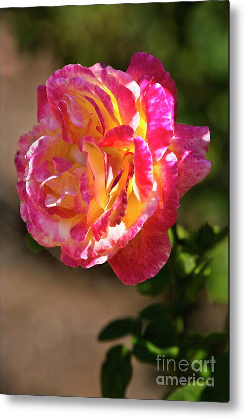 Rose Metal Print featuring the photograph Luminosity by Kathy McClure
