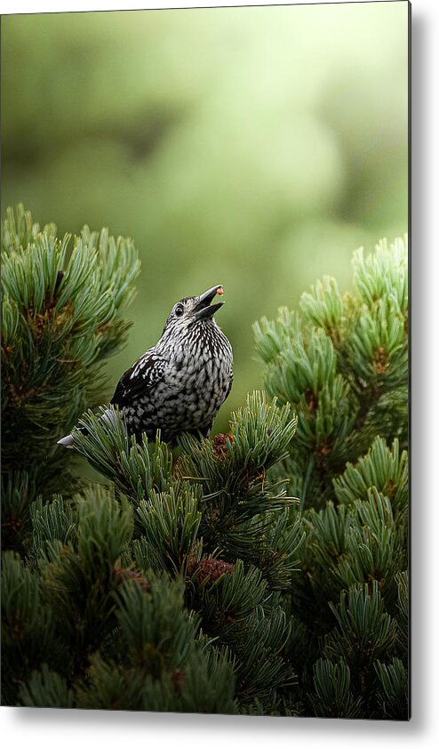  Metal Print featuring the photograph Lunchtime At Spotted Nutcracker by ?????